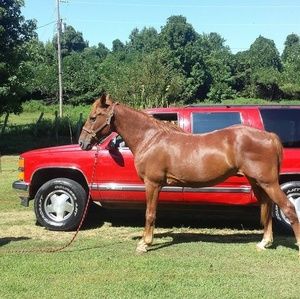 Meet your Posher, Arnold